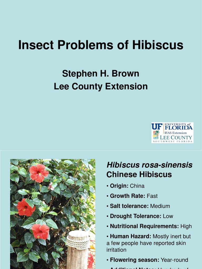 Hibiscus Problems PDF Insecticide Pest