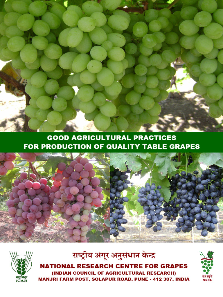 Best Practices for Quality Table Grapes | PDF | Grafting | Vineyard