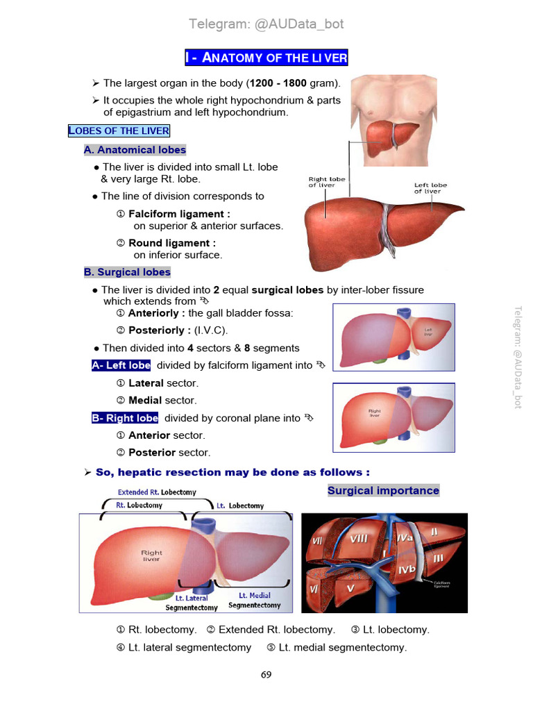 Anatomy and Lobes of the Liver | PDF