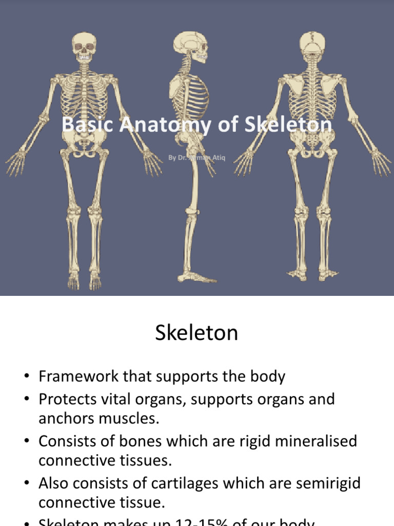 Understanding Human Skeleton Anatomy | PDF | Bone | Skeleton