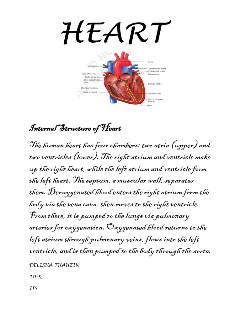 Anatomy of the Human Heart | PDF