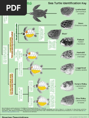 Sea Turtle ID Guide