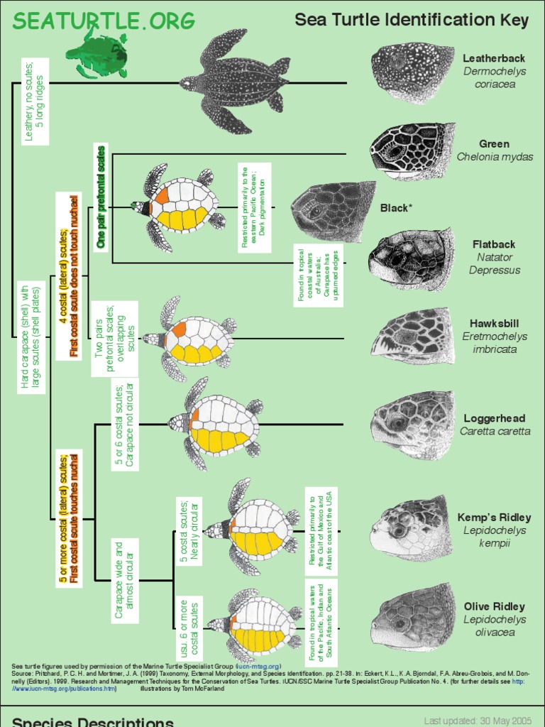 Sea Turtle ID Guide Turtle Sea Turtle
