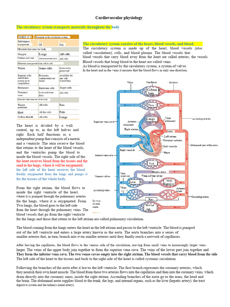 Understanding Cardiovascular Physiology | PDF | Heart Valve | Cardiac ...