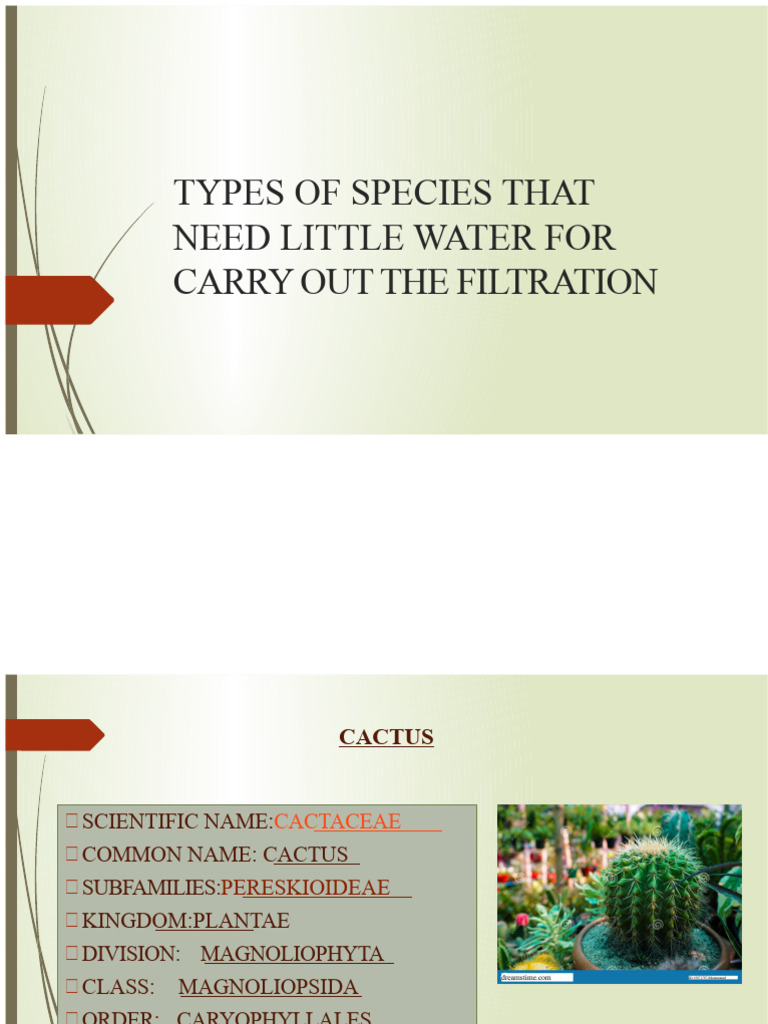 CACTUS | PDF