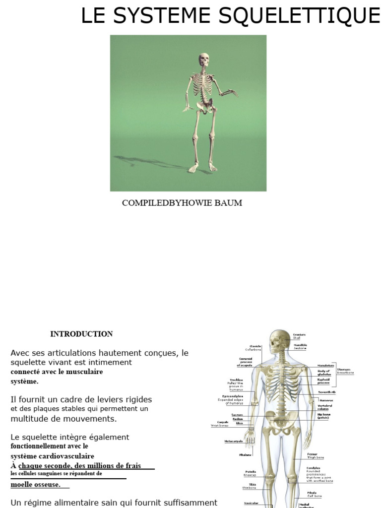 Comprendre le Système Squelettique Humain | PDF | Pied | Articulation ...