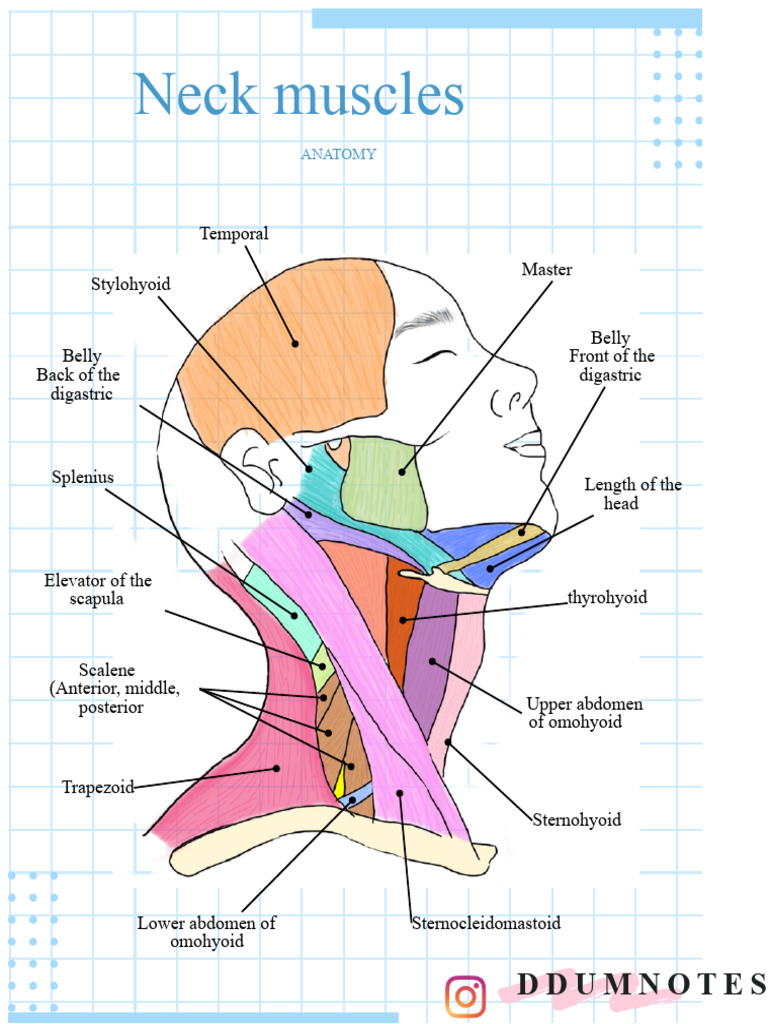 Anatomy of Neck Muscles Explained | PDF