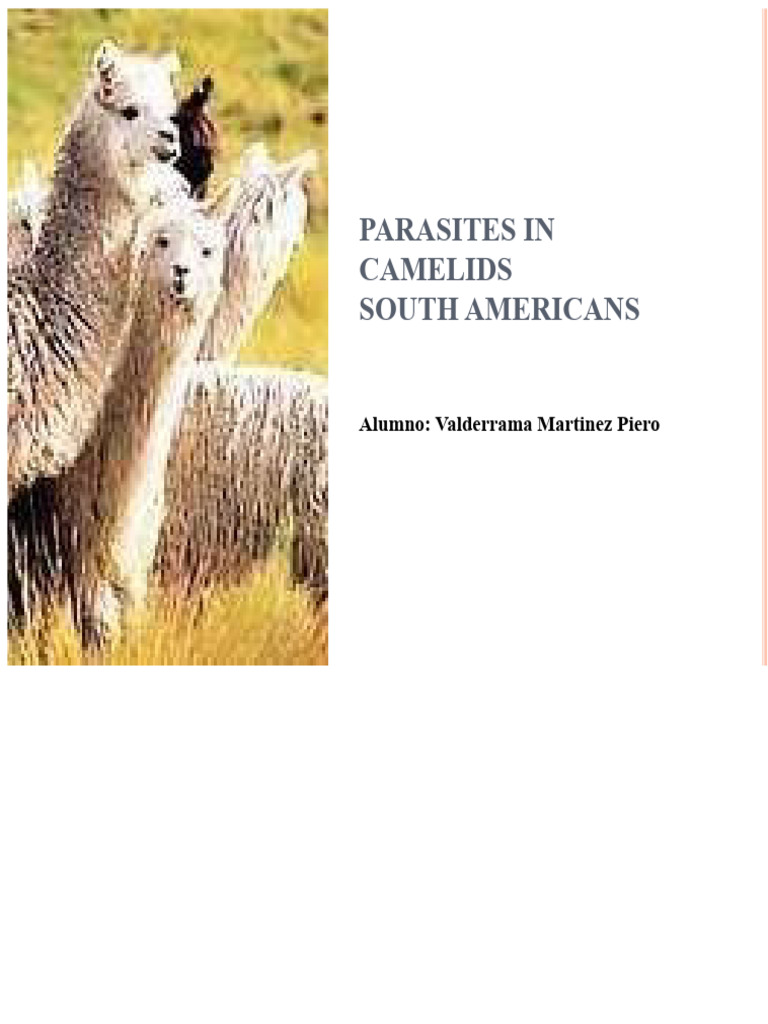 Parasites in South American Camelids | PDF