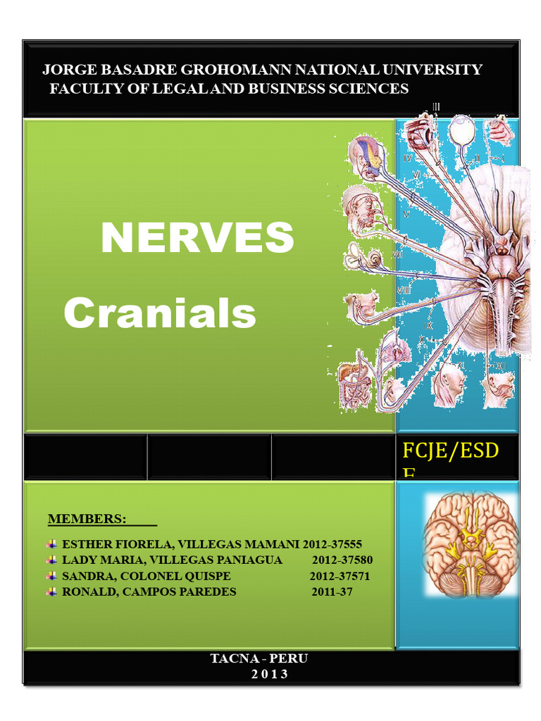 Overview of Cranial Nerves Anatomy | PDF | Motor Neuron | Brainstem