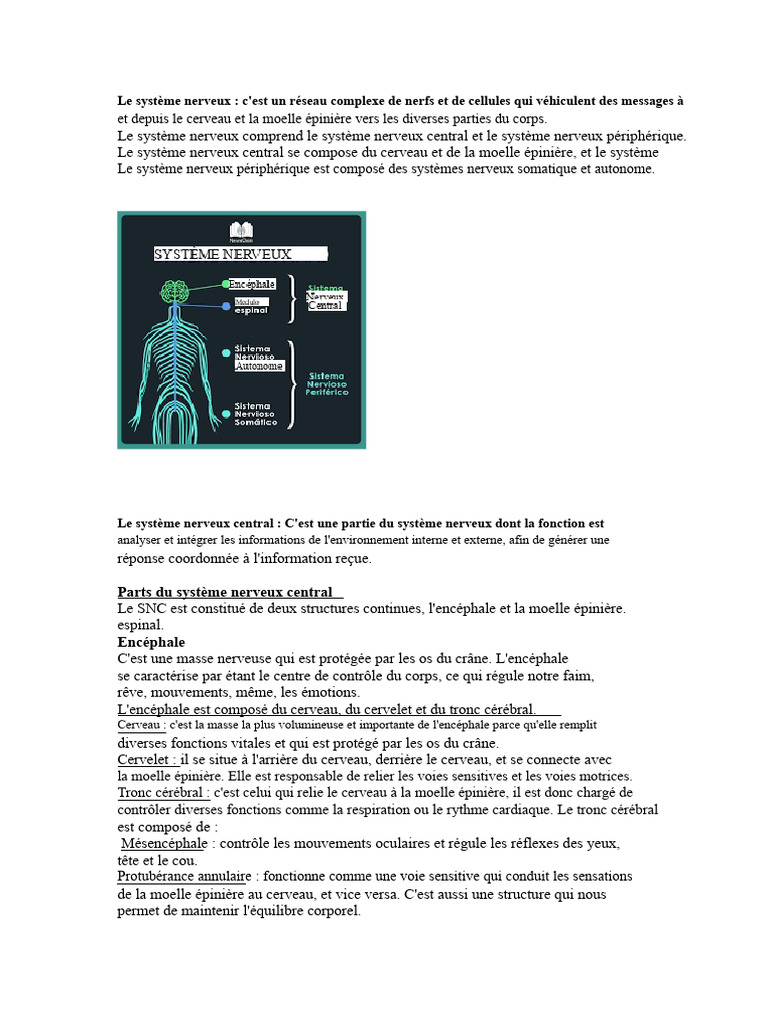 Comprendre le système nerveux humain | PDF | Système nerveux central ...