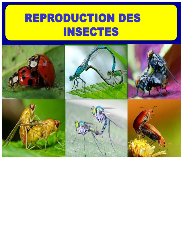 Reproduction et Métamorphose des Insectes | PDF | Insectes | la ...
