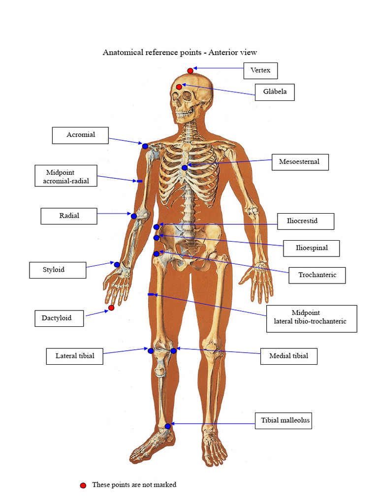 Anatomical Reference Points Overview | PDF