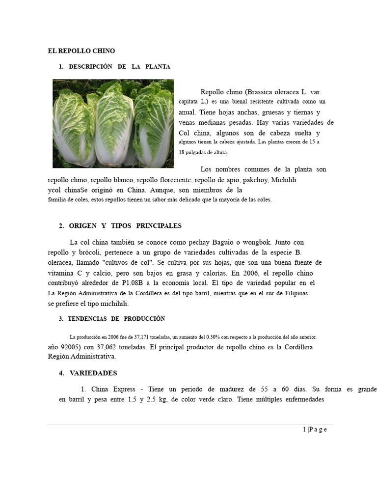 Cultivo y Variedades de Repollo Chino | PDF | Repollo | Siembra