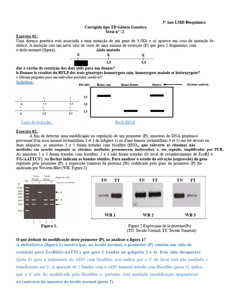 Análise de Mutação Genética e RFLP | PDF | Reação em cadeia da ...
