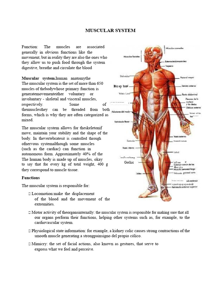 Overview of the Muscular System | PDF | Muscle | Skeletal Muscle
