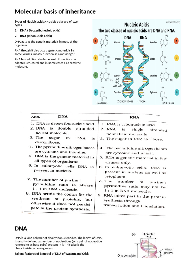Molecular Basis of DNA and RNA Structure | PDF | Nucleotides | Dna