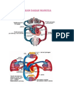 Alat Peredaran Darah Manusia