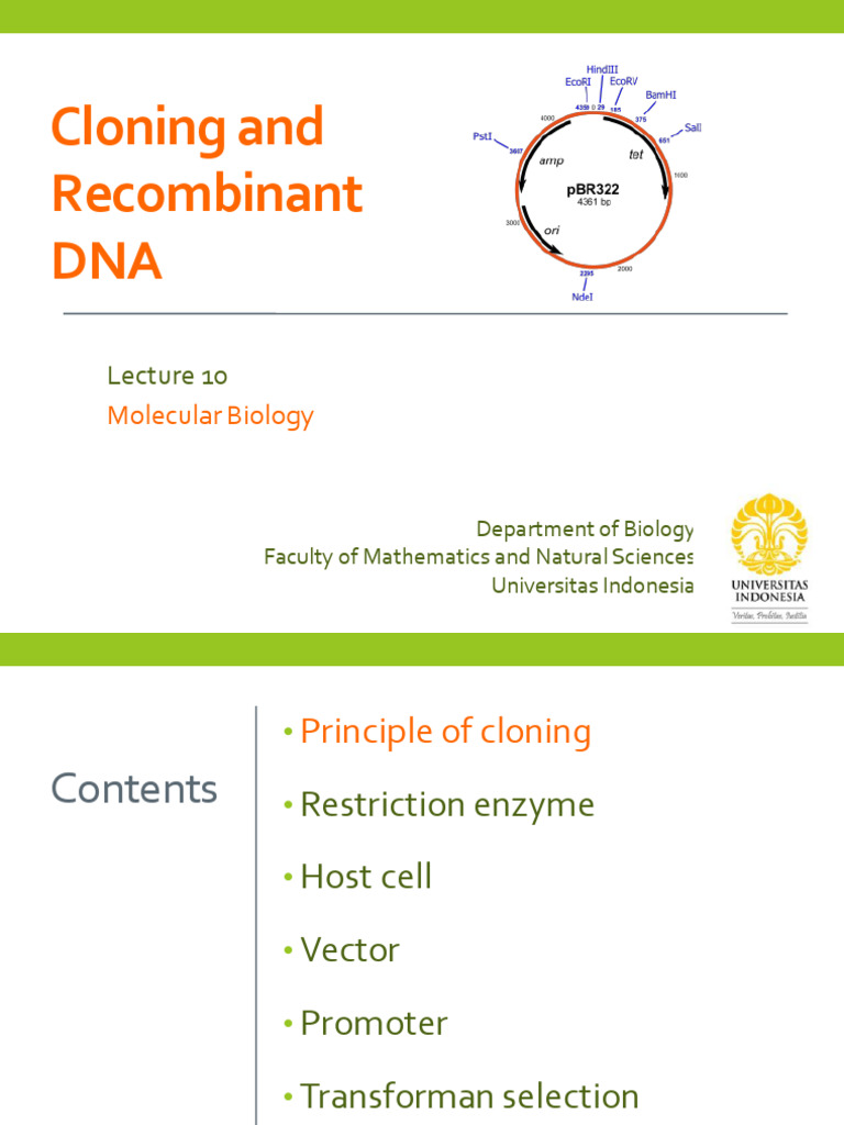 Cloning & Recombinant DNA | PDF | Plasmid | Molecular Cloning