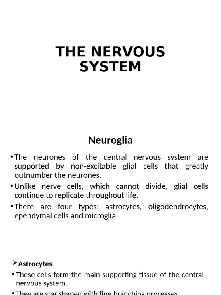 Overview of the Nervous System | PDF | Cerebrospinal Fluid | Neuroanatomy