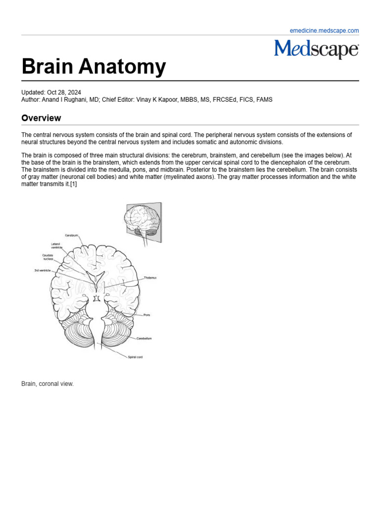 Brain Anatomy Overview and Structure | PDF | Cerebral Cortex | Basal ...
