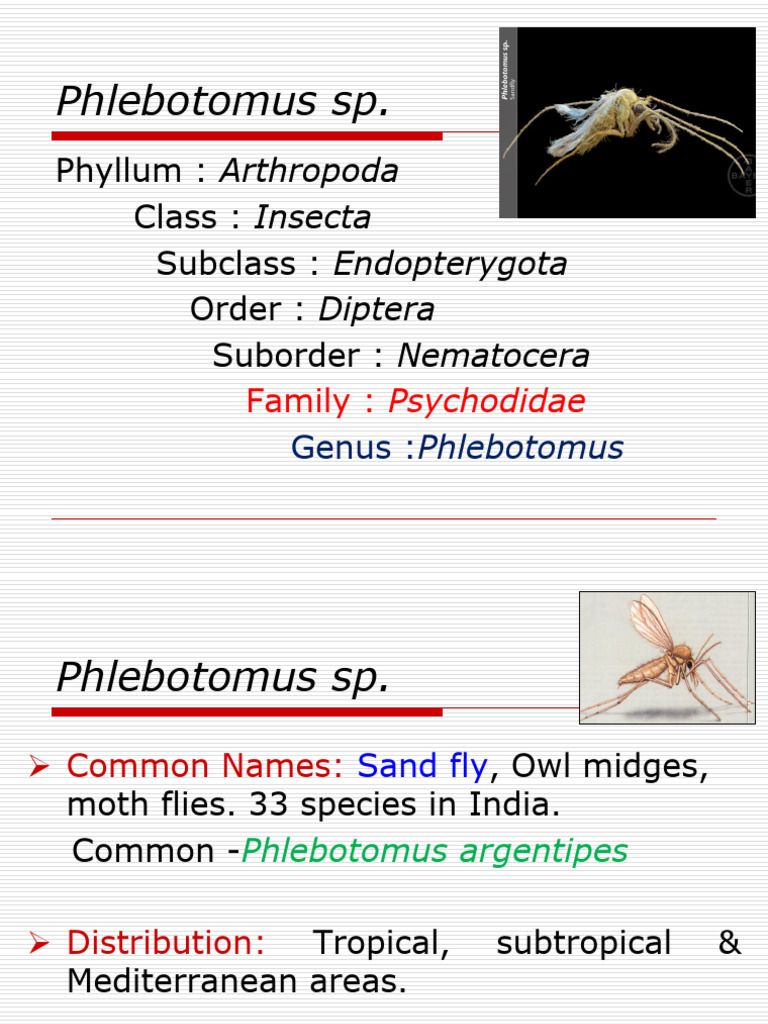 Phlebotomus and Tabanus Fly Overview | PDF | Fly | Pupa