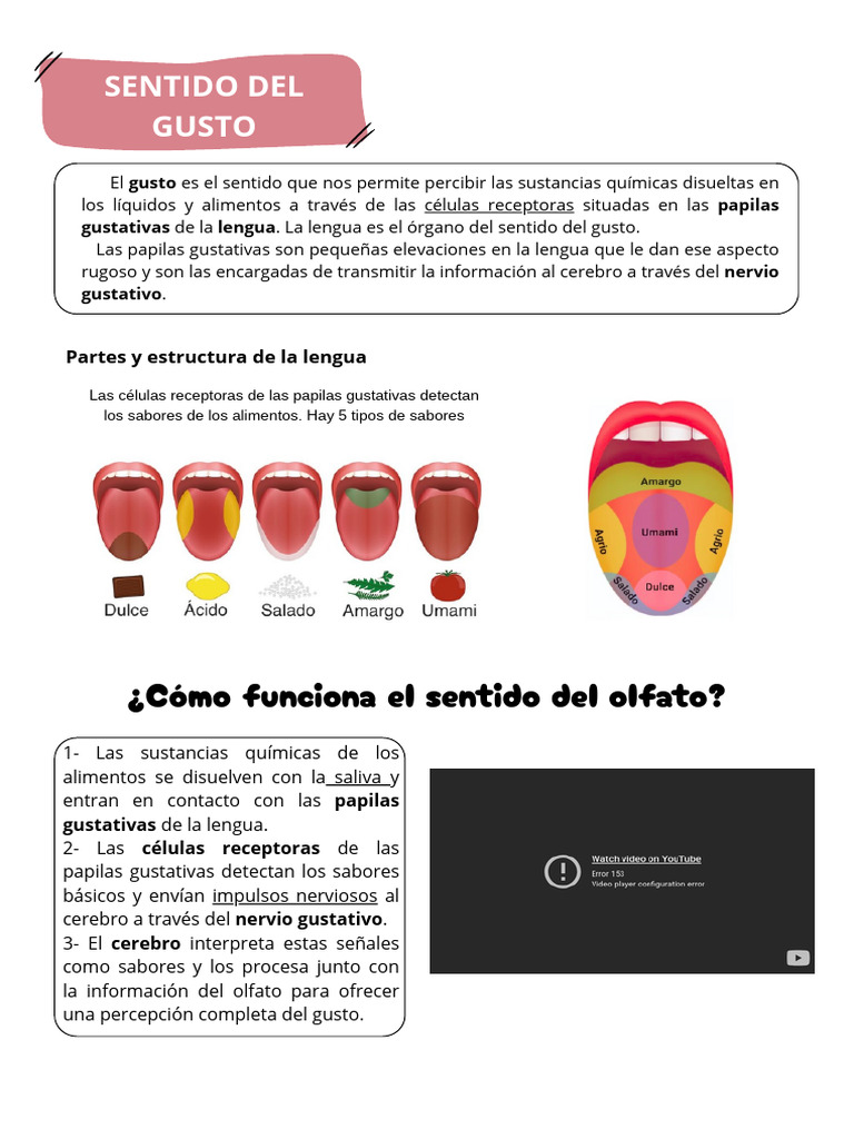 Funcionamiento del sentido del gusto | PDF | Gusto | Lengua