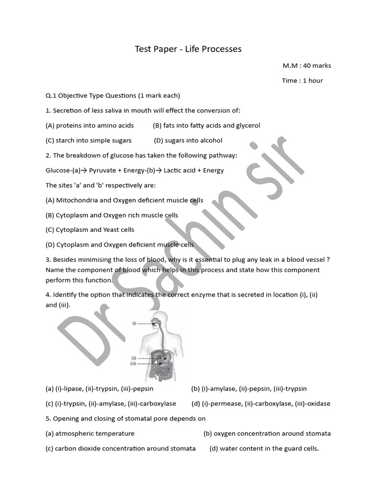 Life Processes Test Paper for Students | PDF | Glucose | Stoma