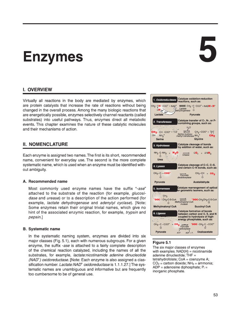 Enzymes | PDF | Enzyme | Active Site