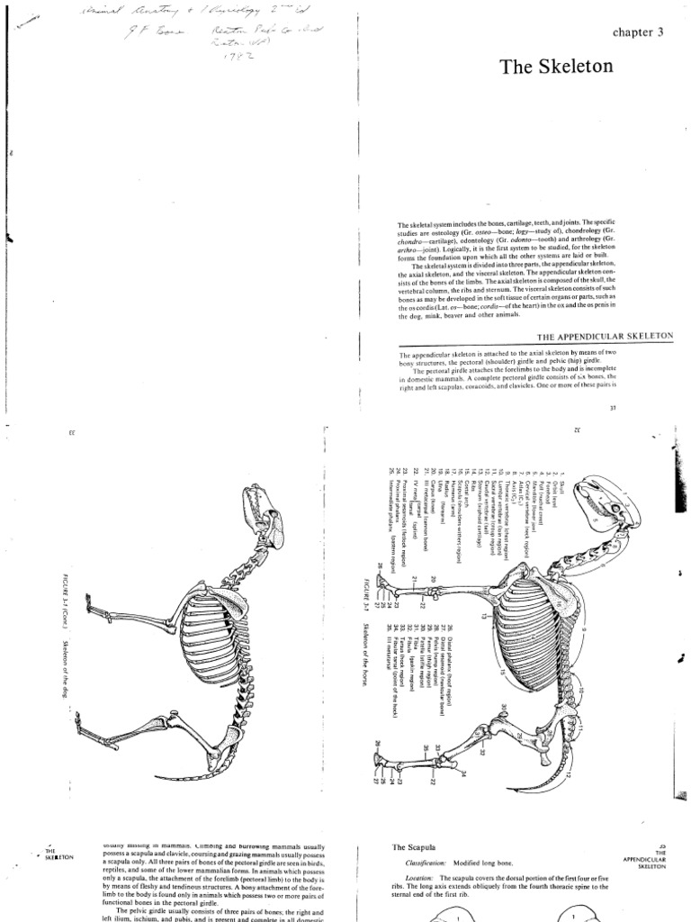 Quadruped Skeleton Manual | PDF
