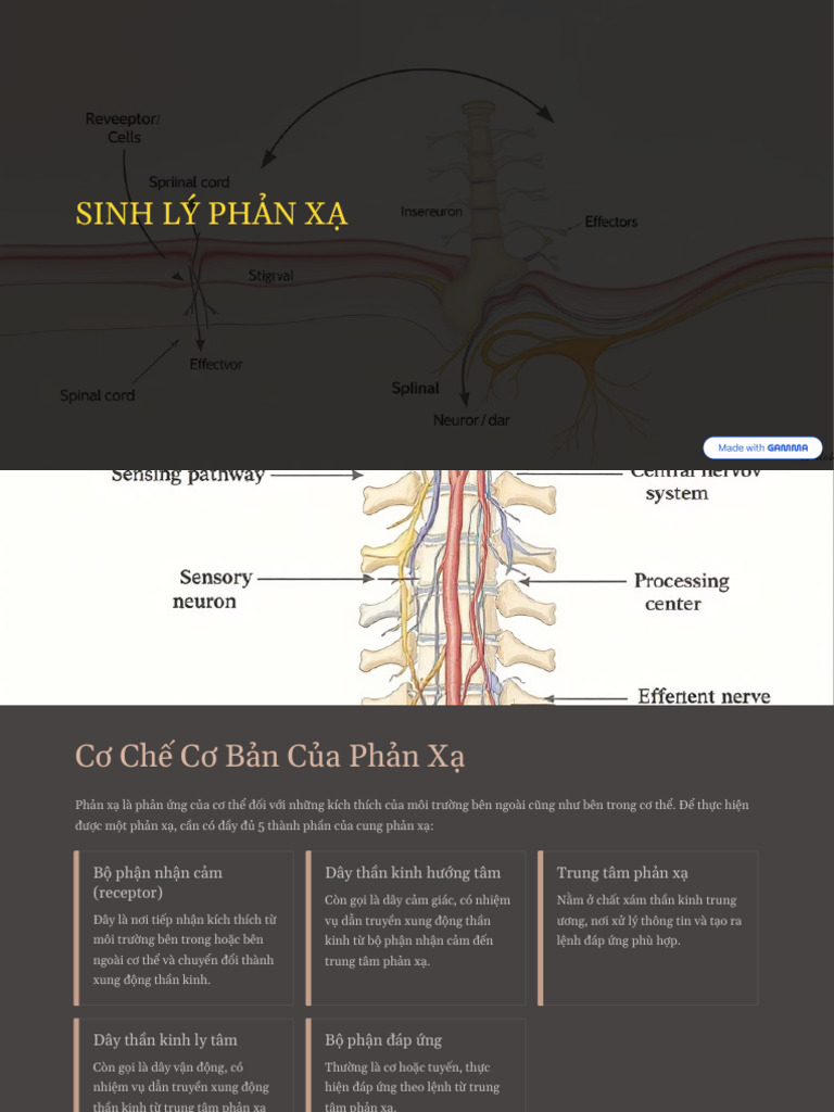 Sinh Ly Phan Xa | PDF