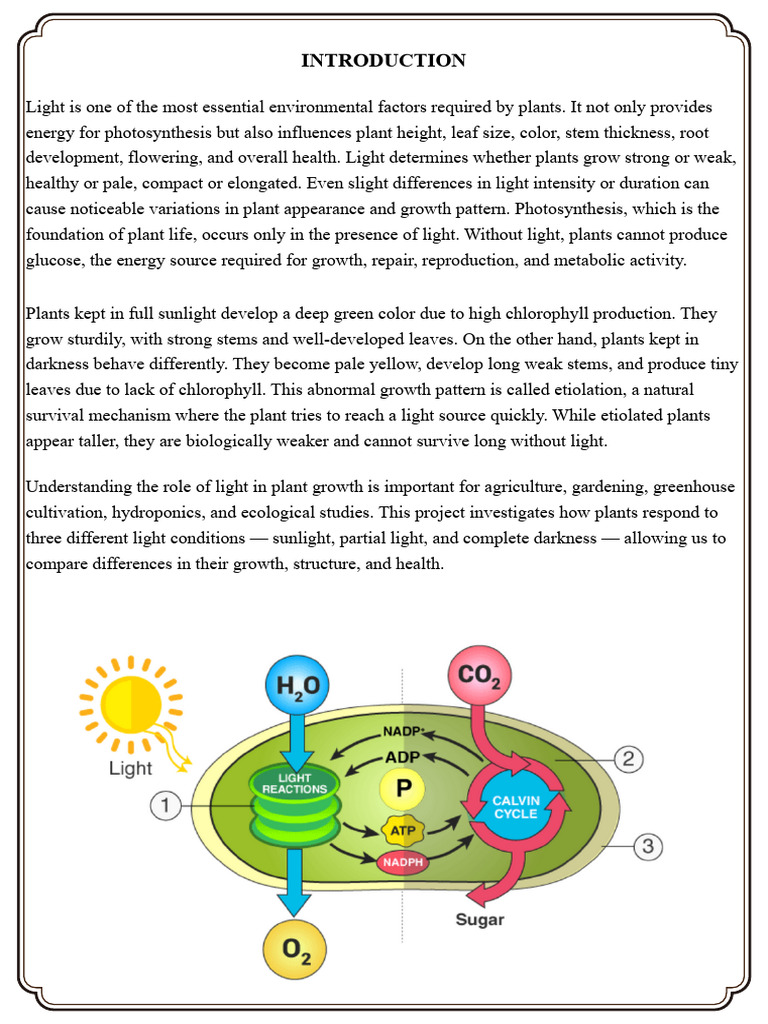 Impact of Light on Plant Growth | PDF | Plants | Leaf