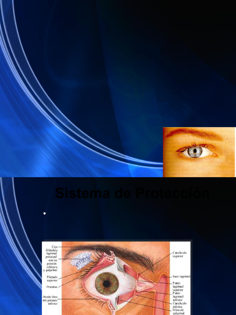 Anatomía y Función del Sistema Visual | PDF | Ojo | Percepción visual