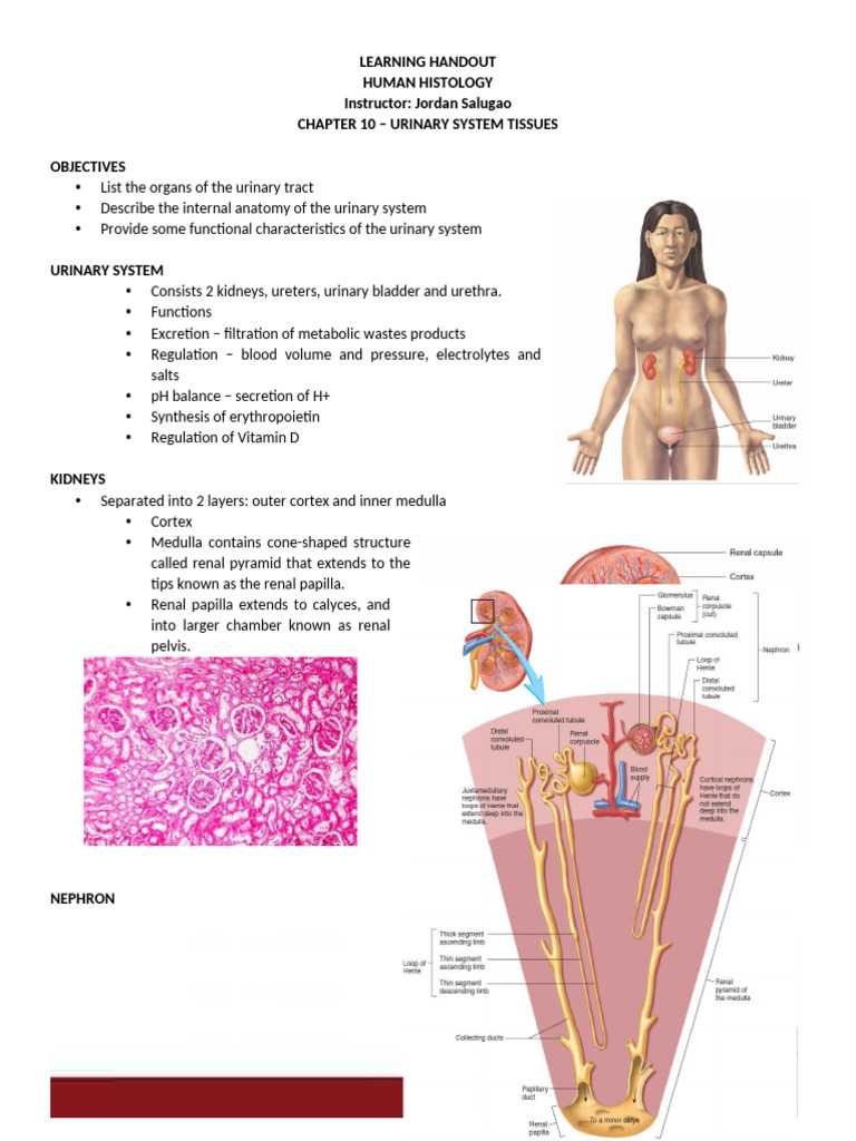 Lecture 10 - Urinary System Tissues 2 | PDF | Kidney | Urinary System