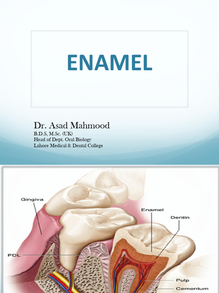 Enamel Structure PDF | PDF | Tooth Enamel | Dentin