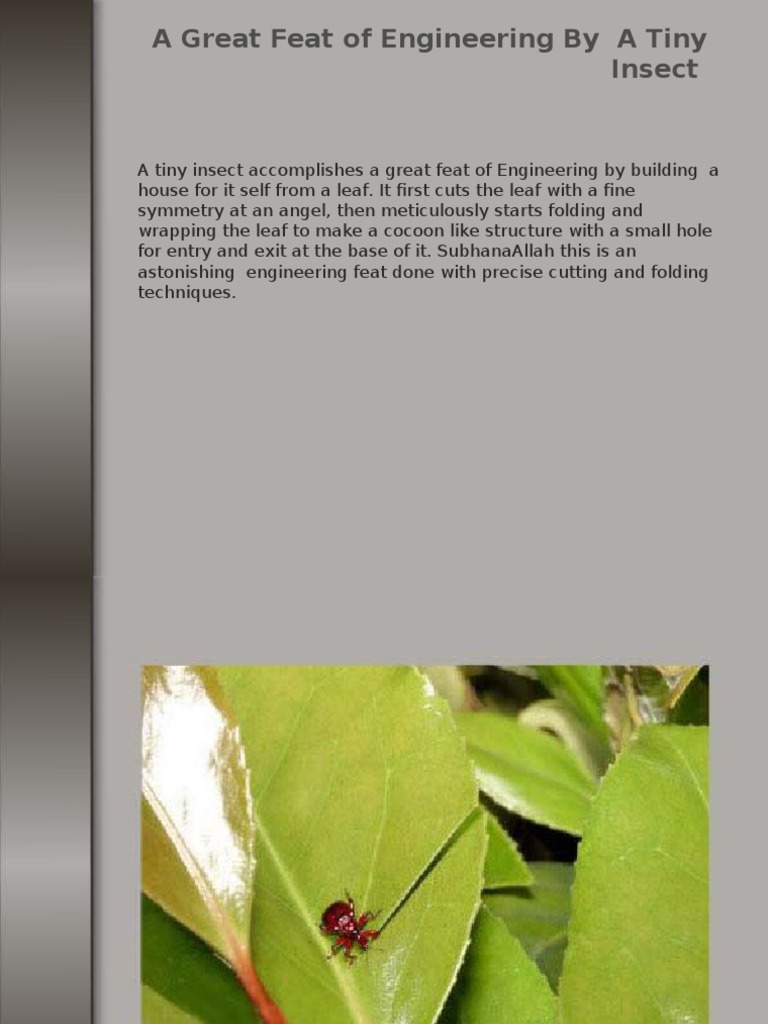 Insect Engineering: Leaf House Creation | PDF
