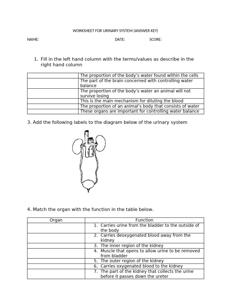 Urinary System Worksheet Answer Key | PDF | Kidney | Urinary System