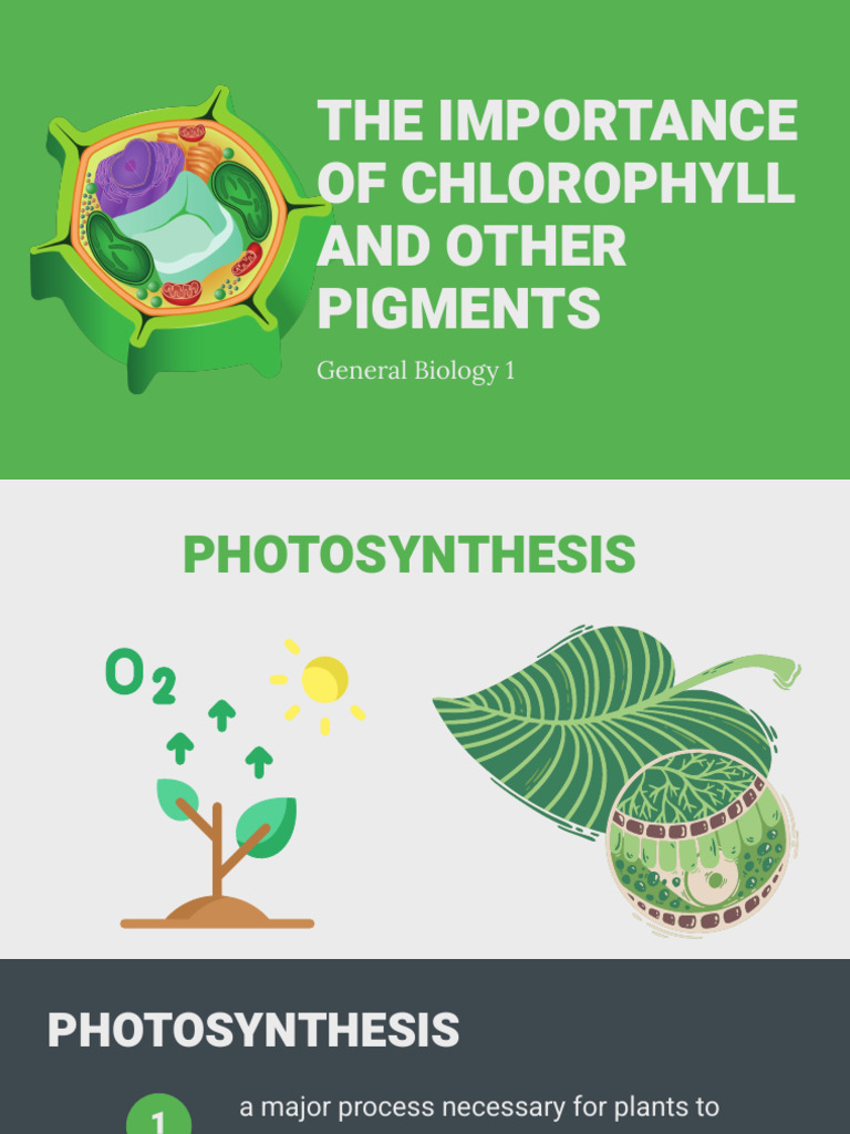 Gb1 q2 2 Chlorophyll | PDF | Photosynthesis | Chlorophyll