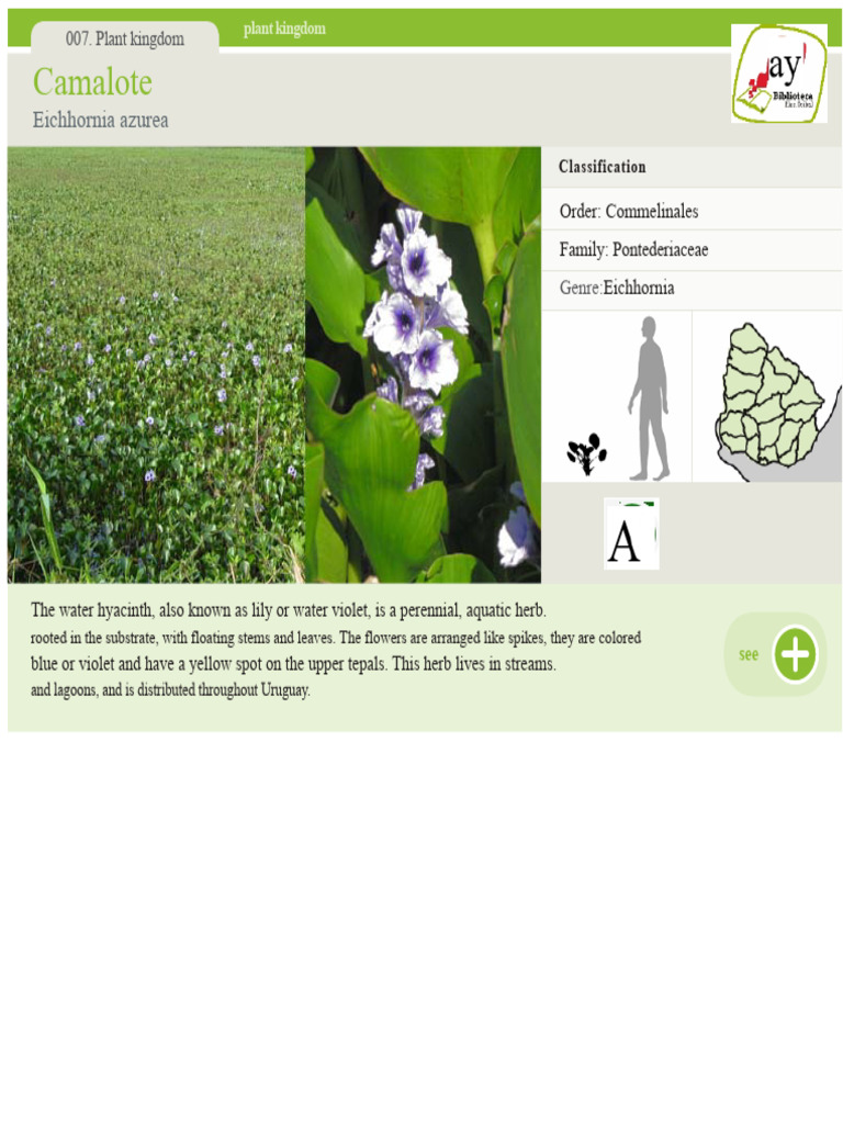 007-water lily | PDF | Petal | Leaf