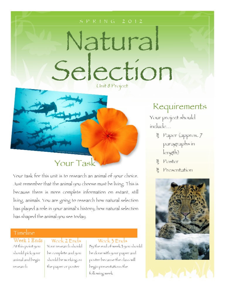Natural Selection Project Guidelines | PDF | Natural Selection | Cognition