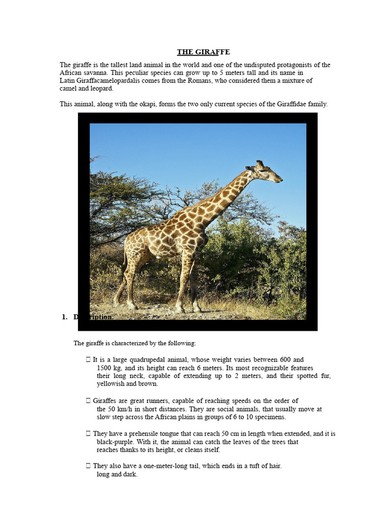 Giraffe: Facts, Habitat, and Threats | PDF | Giraffe | Zoology