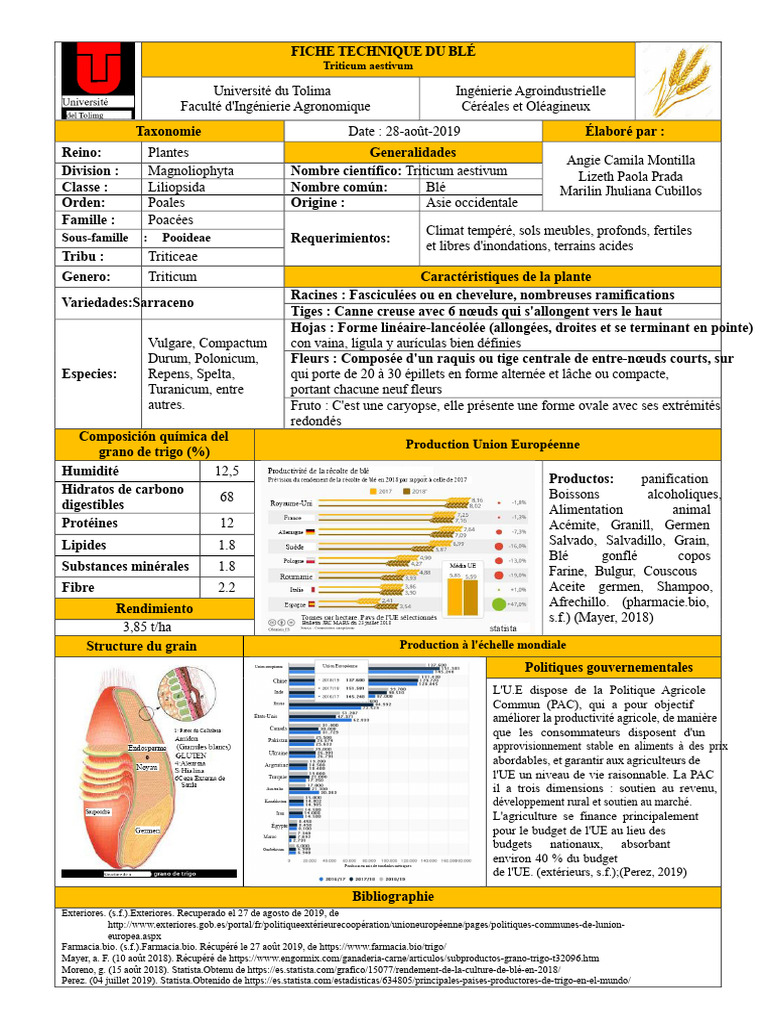 Fiche technique sur le blé (Triticum aestivum) | PDF | Blé | Céréale
