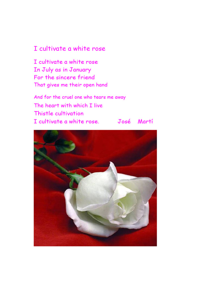 I Cultivate A White Rose | PDF
