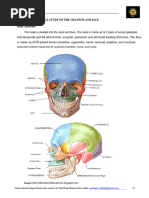PA Axial Caldwell Method Overview | PDF | Skull | Radiography