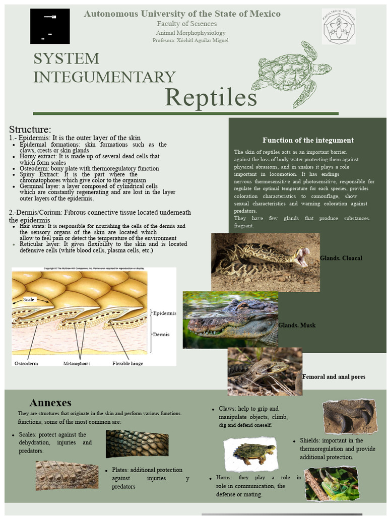 Reptile Integumentary System Overview | PDF | Skin | Integumentary System