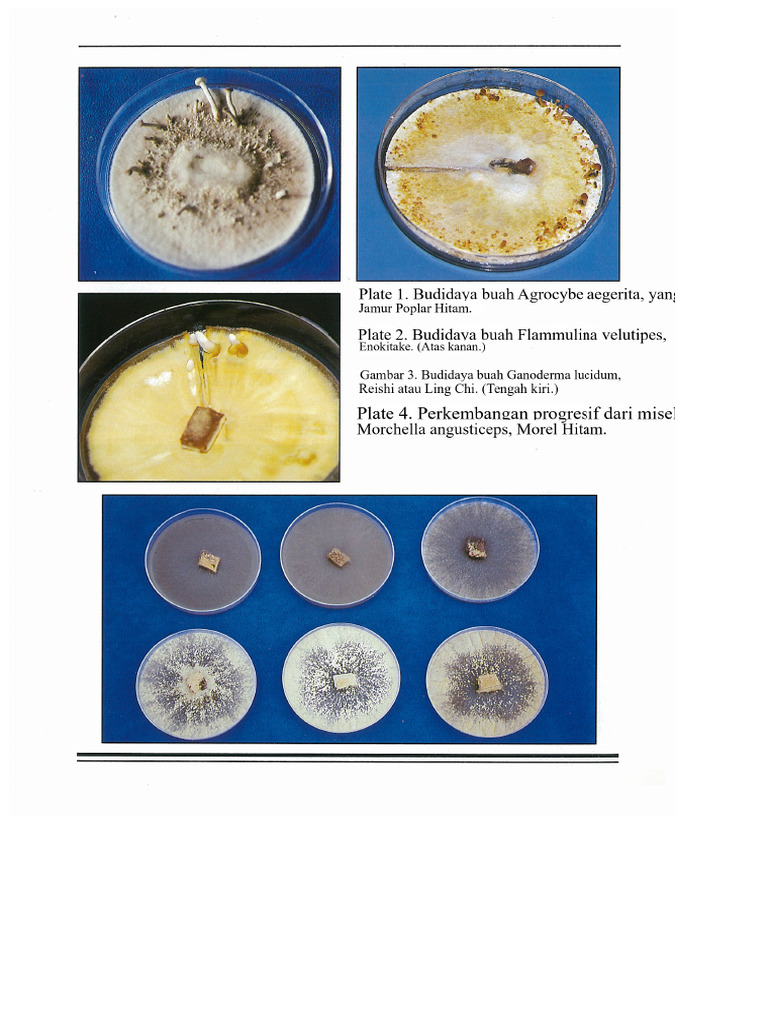 (Psilocybin) Menumbuhkan Jamur Gourmet Dan Medicinal - Foto Warna ...