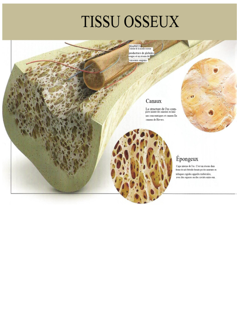 Structure et ossification du tissu osseux | PDF | Os | Ostéoblaste