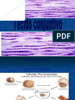 Aula 5 - Tecido Conjuntivo