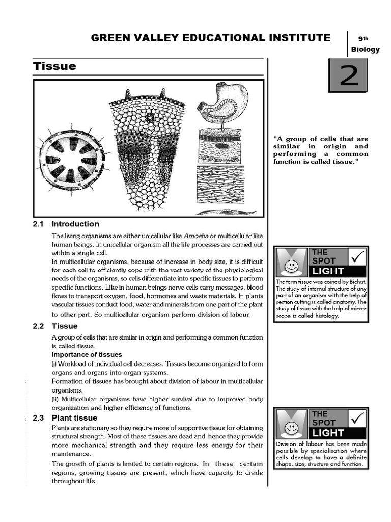Tissues | PDF