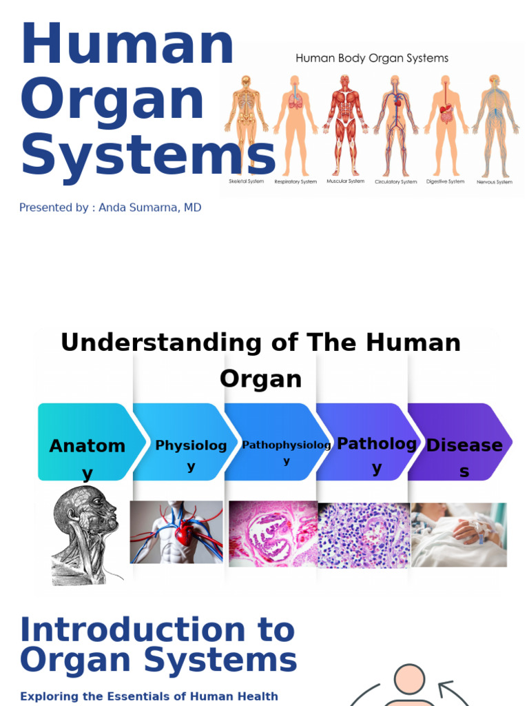 Overview of Human Organ Systems | PDF | Respiratory System ...