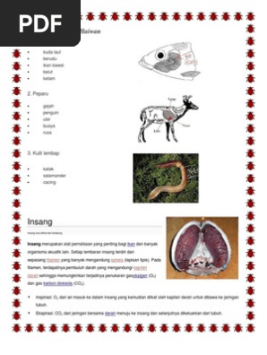 Organ Pernafasan Haiwan 11 Pdf